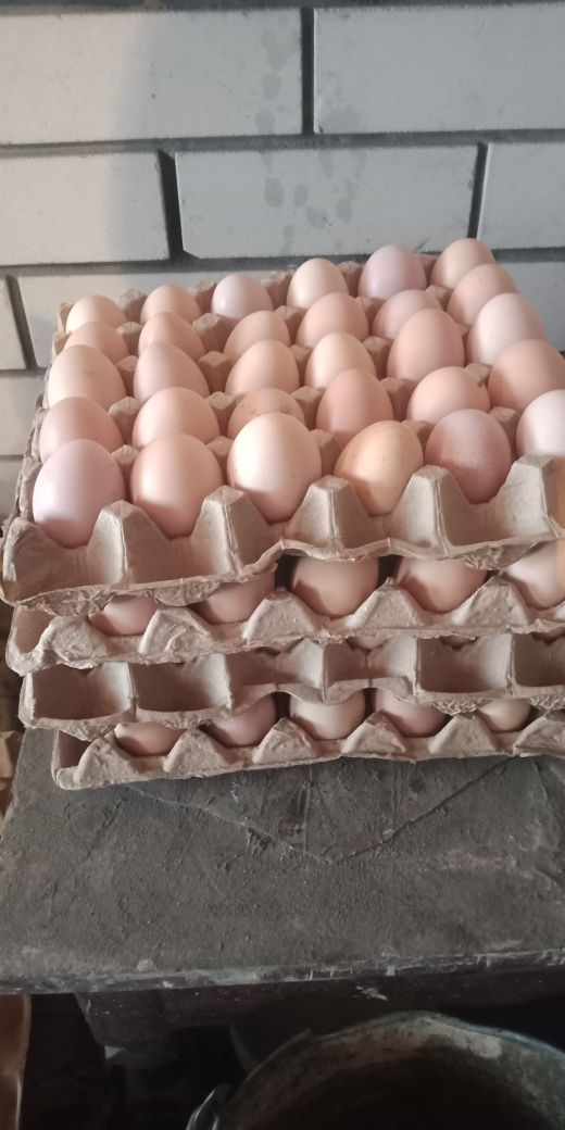 Продаем домашние яйца