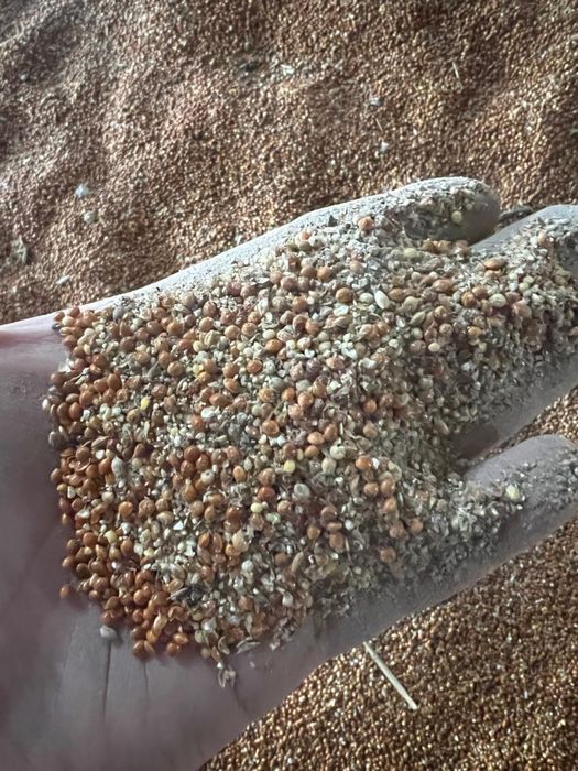 Продам просо 35 тг кг.