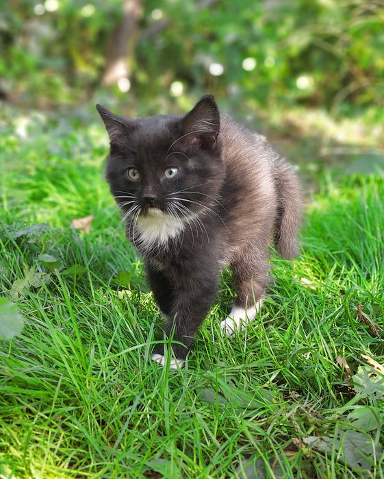 Отдам котенка в добрые руки