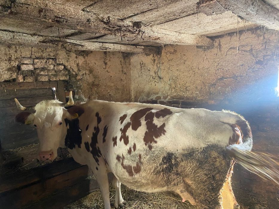 Vând doua vaci  prima are 7 ani și a dua 5 ani