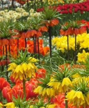 Fritillaria - floarea Pastelui diferite soiuri