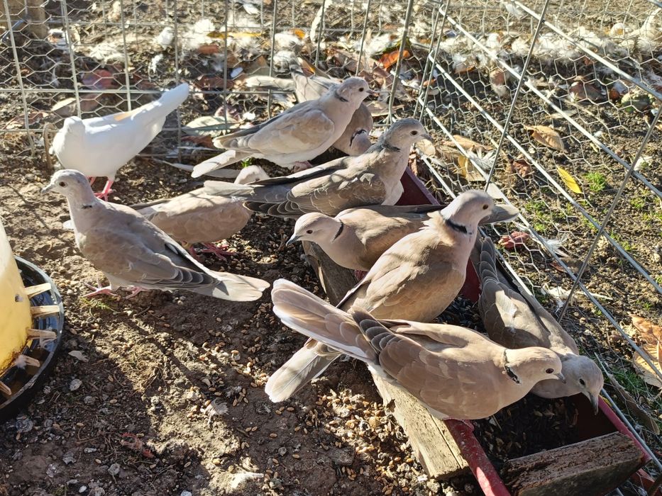 Vând turturele răzătoare