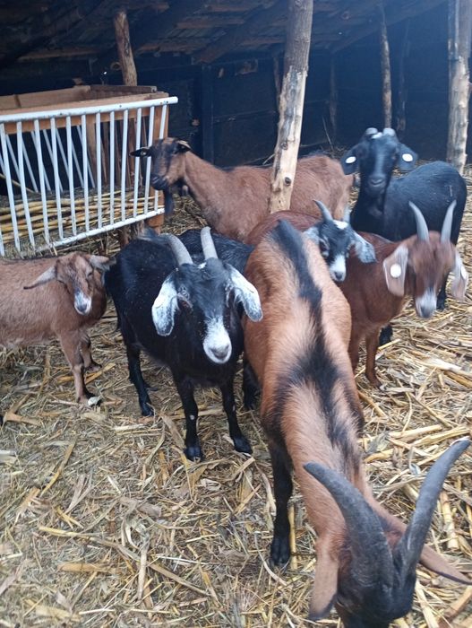 Vând 6 capre  și un țap