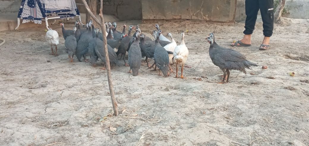 Sesarkalar sotiladi