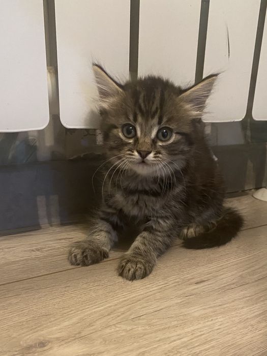 Отлам котенка- девочка.