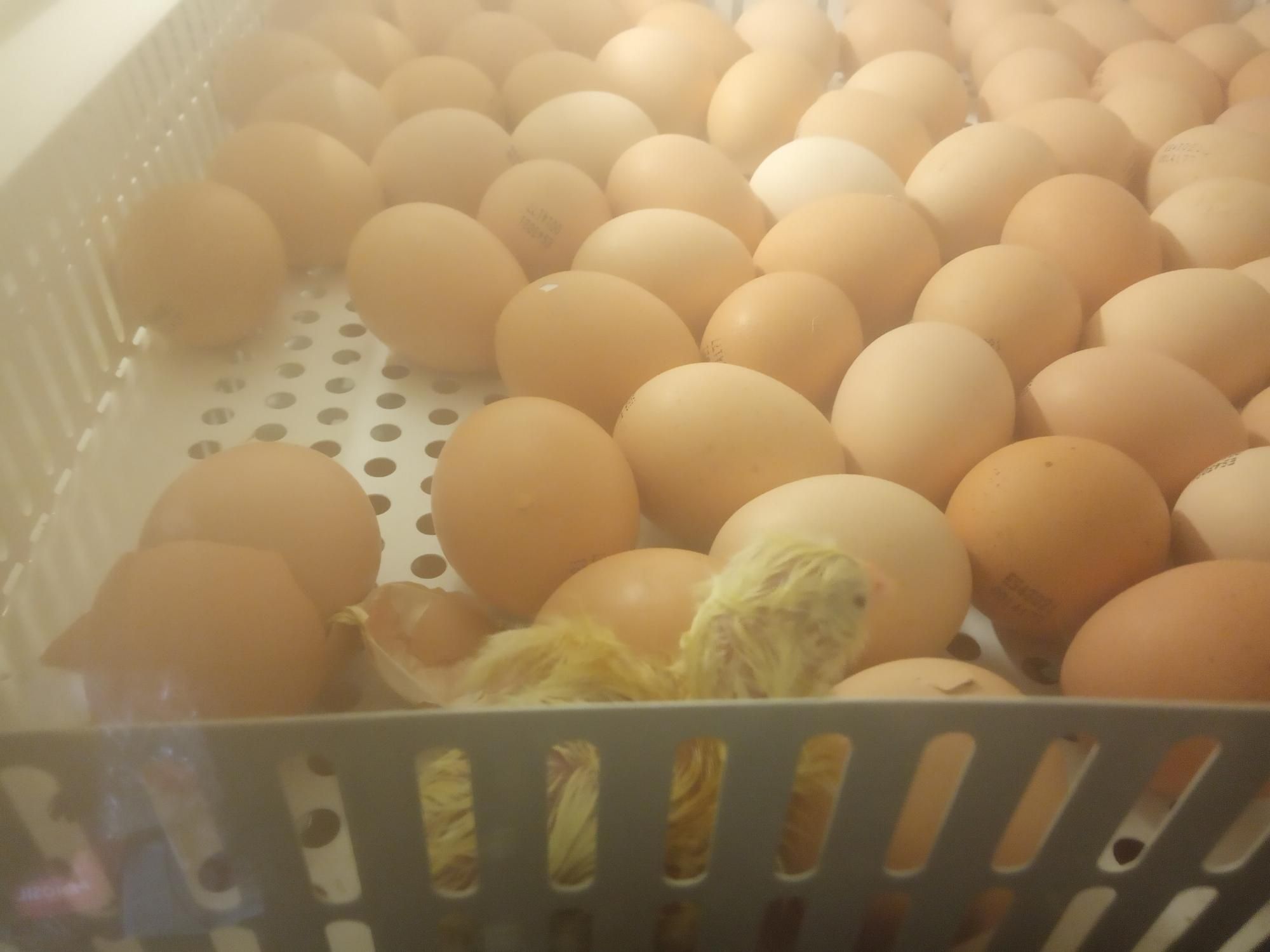 Инкубационное яйцо бройлера в наличии 2 раза в неделю