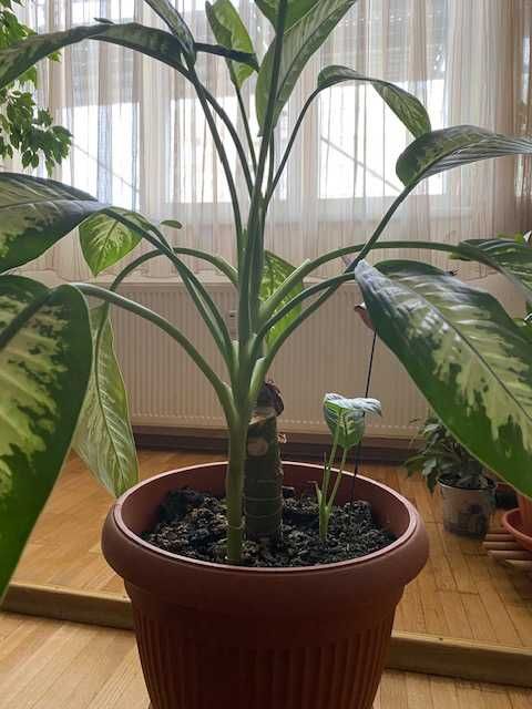 Planta mare de interior Dieffenbachia