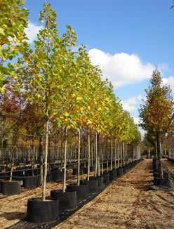 Platan -Platanus acerifolia Tei Parfumat