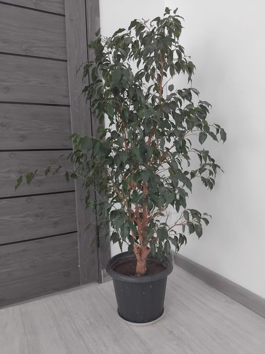 Комнатное растение