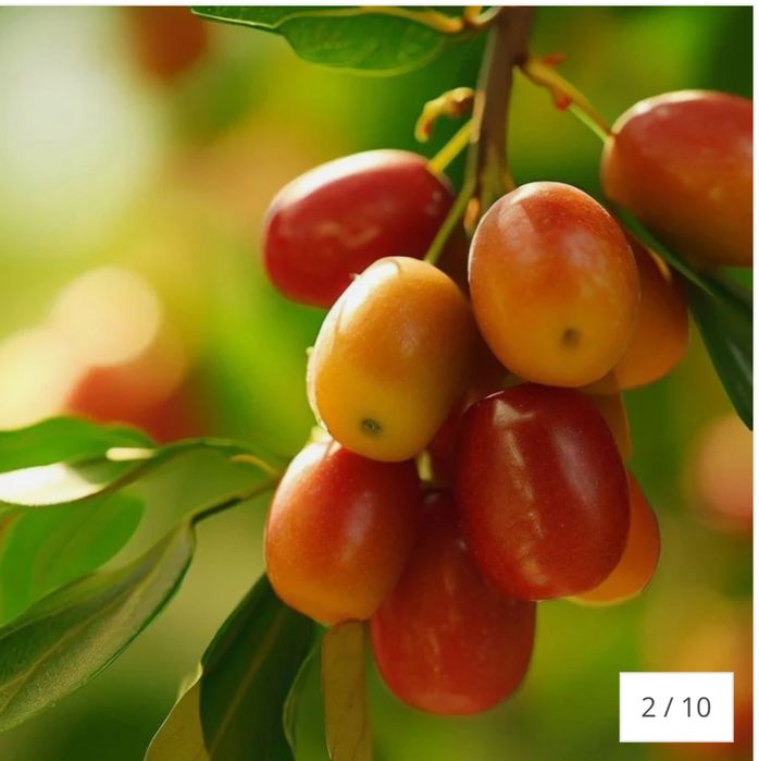 Curmal Chinezesc (Ziziphus jujuba), cu fructe dulci aromate