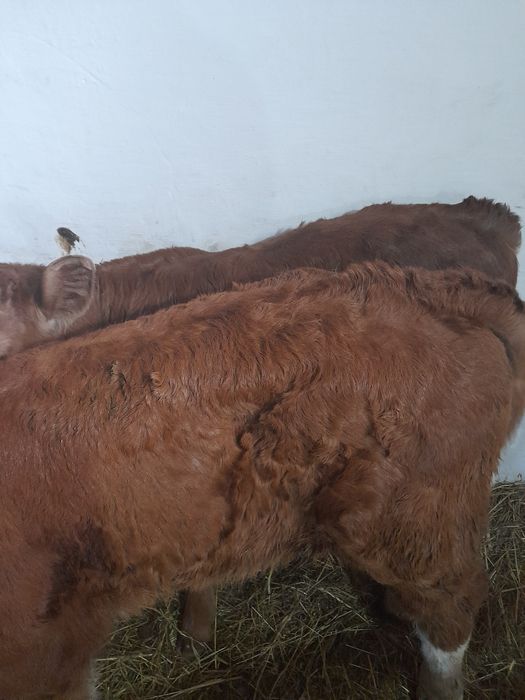 Taurasi si vitea baltati