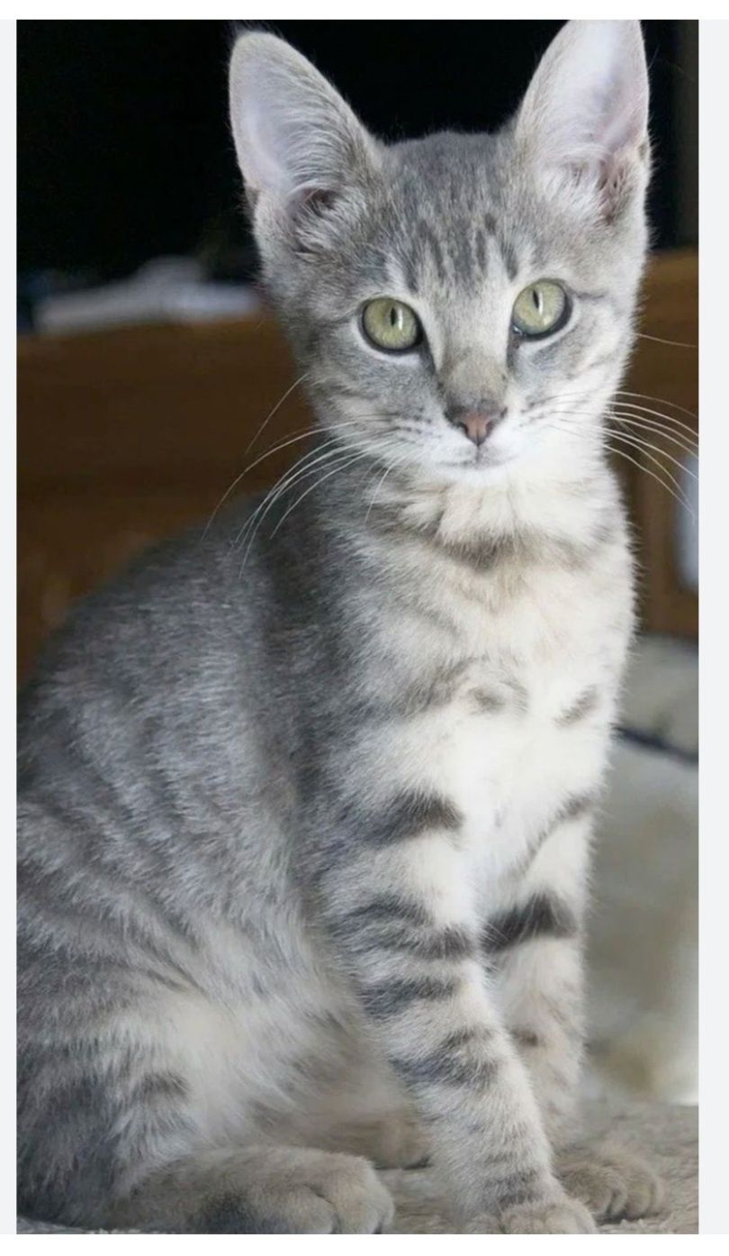 Котята бесплатно в добрые руки
