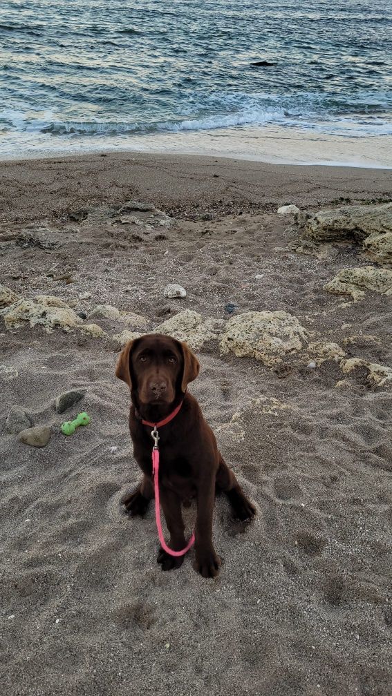 Labrador retriever ciocolatiu