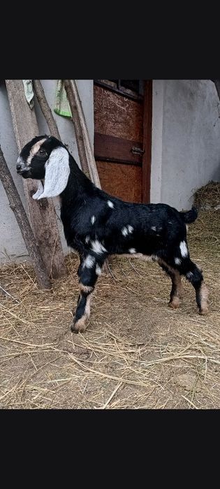 Tapi anglo nubieni cu pedegree