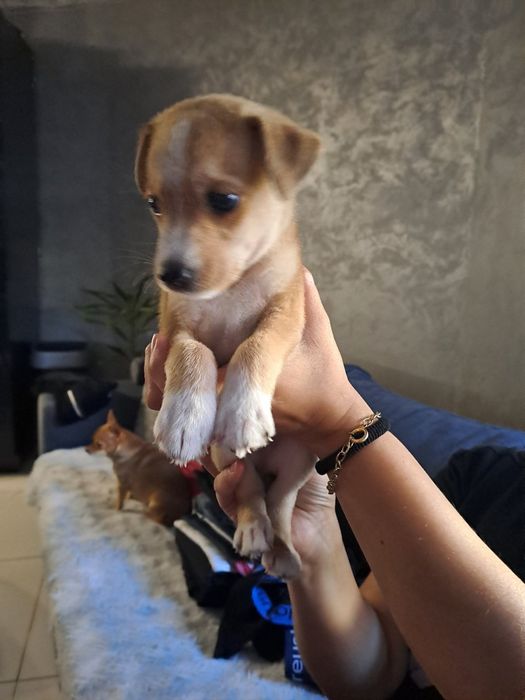 Подарявам малко куче