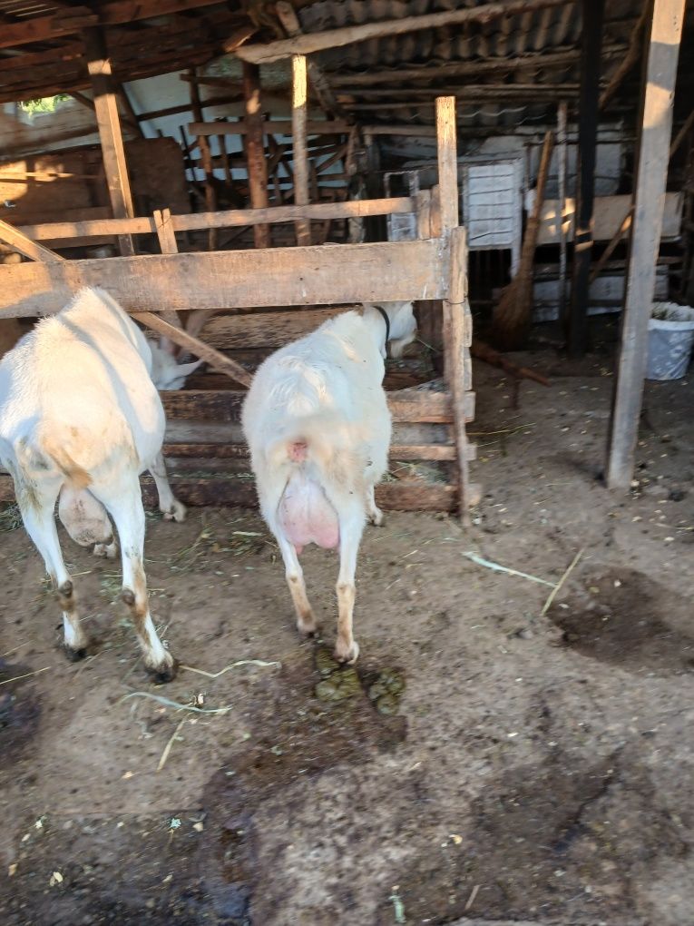 Vînd capre sannen și un țap sannen de un an și jumătate.