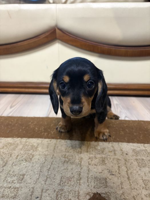 Titlu: Pui Teckel pitic (Soricar, Dachshund)