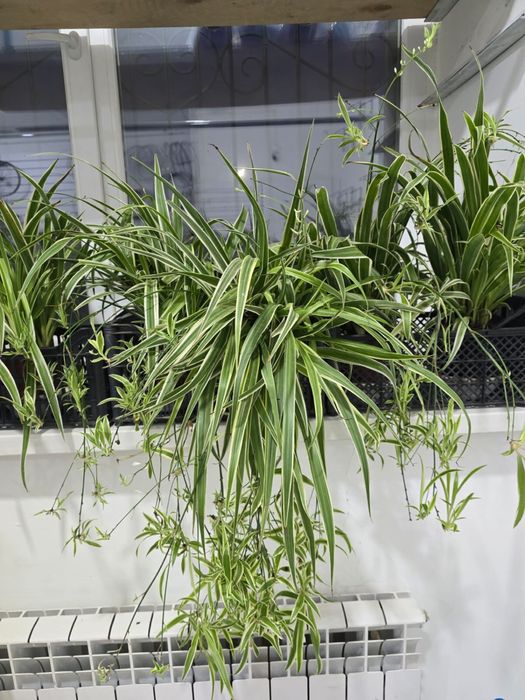 Цветы гулдер домашный ростения