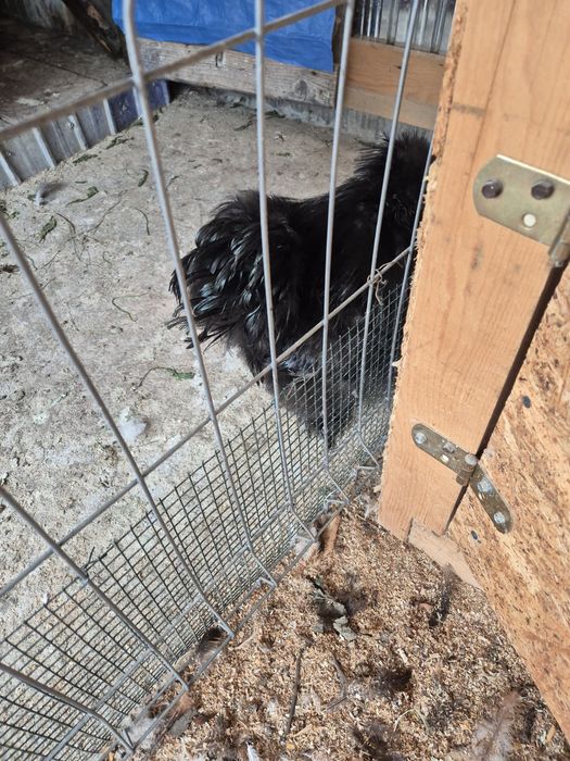 Cocoși mătase japoneză sau schimb