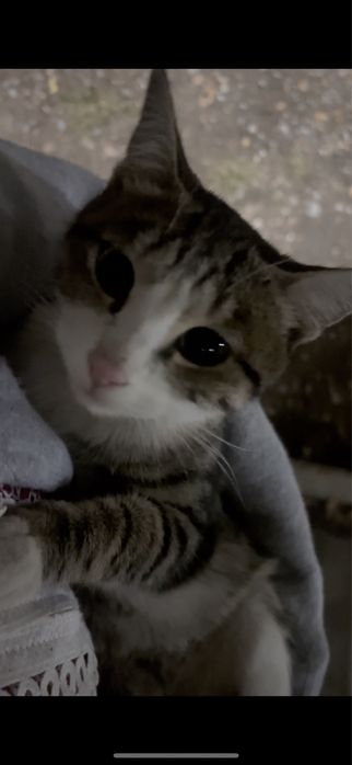 Кошка, домашная , выбросили ,чистая , ласковая