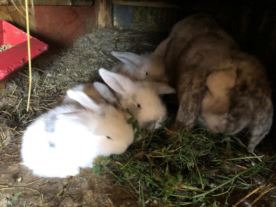 Iepuri berbec german Rasa pura