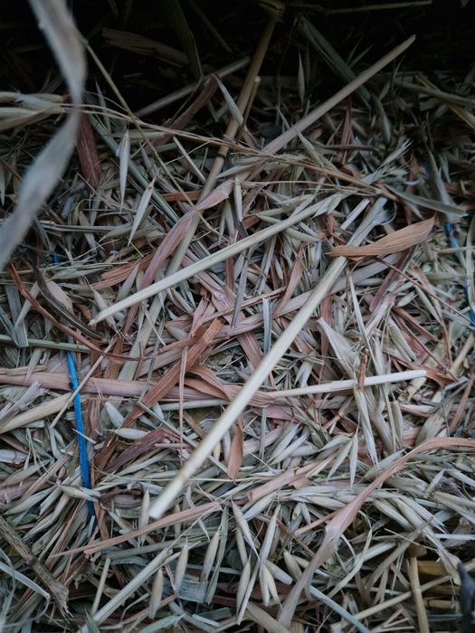 Baloti ovaz cosit cu lucerna noua 14 lei balotul