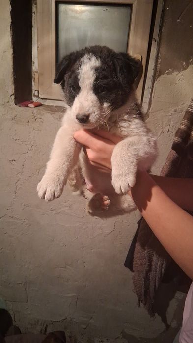 Donez câine Ciobănesc  Bucovina