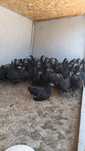 Pui australorp negru