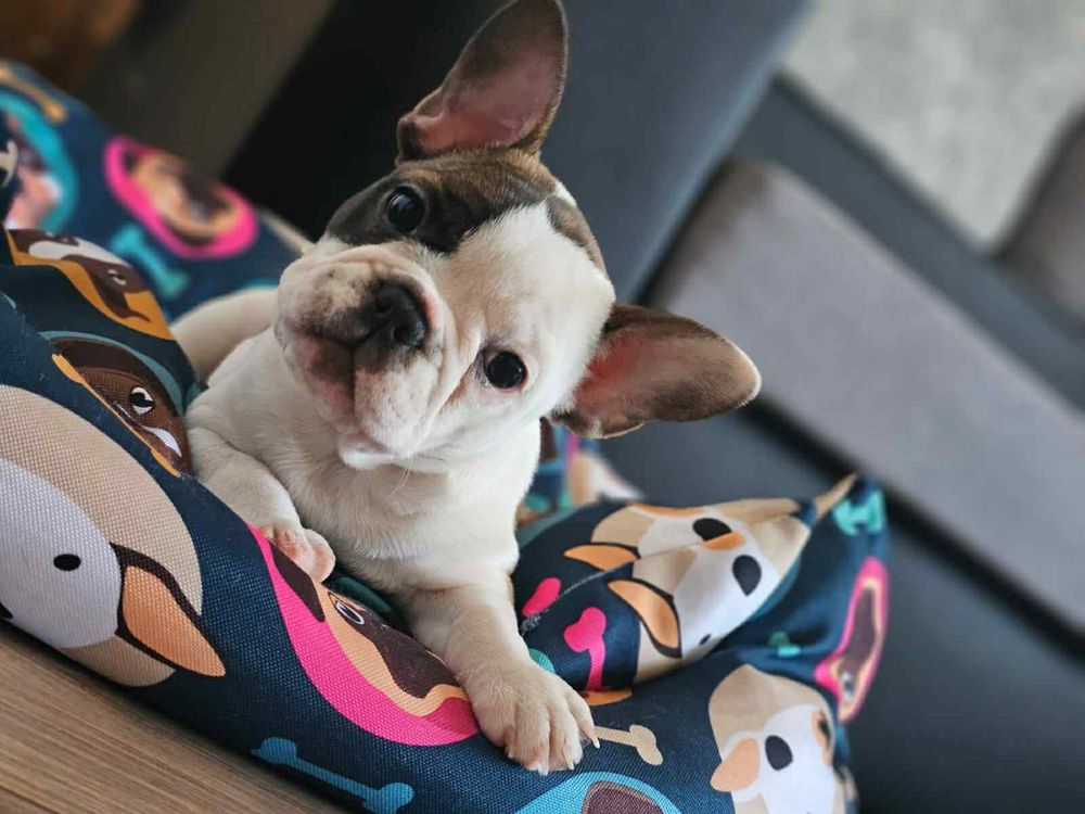 Bulldog francez pui