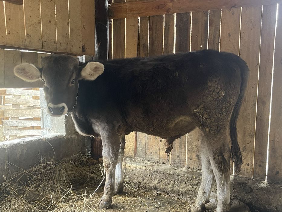 Tauras de vanzare bruna de maramures