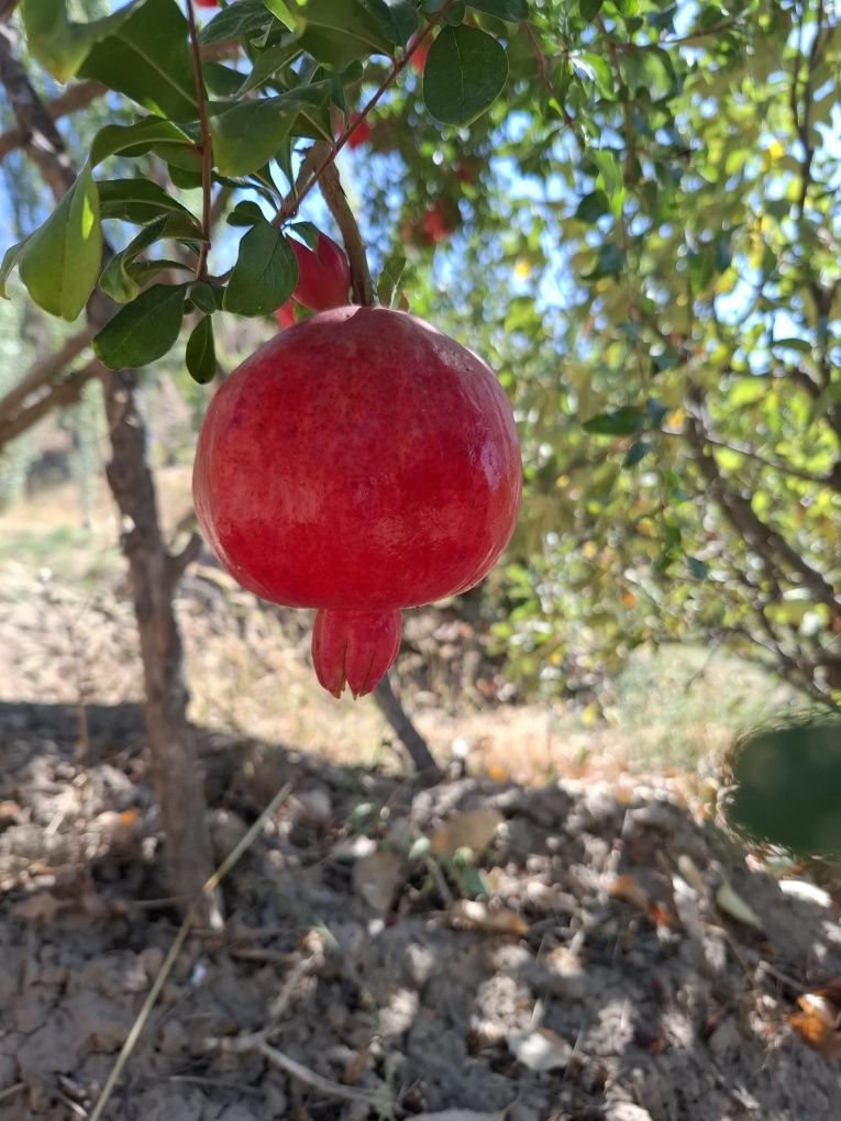 Anor olma bor optom farmeri oʻzidan