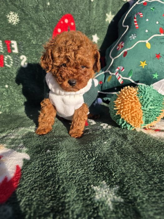 Запазено! Пудел той/Toy poodle/Момчета 100% той