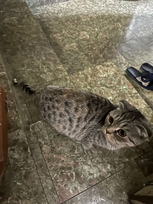 Скотиш форлд мушук