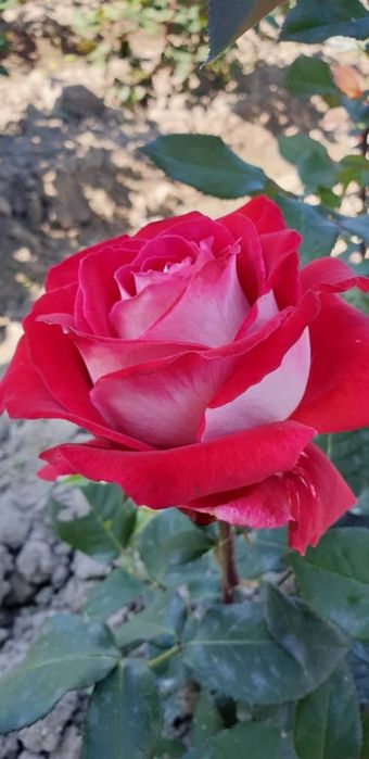 Продам в осортименте