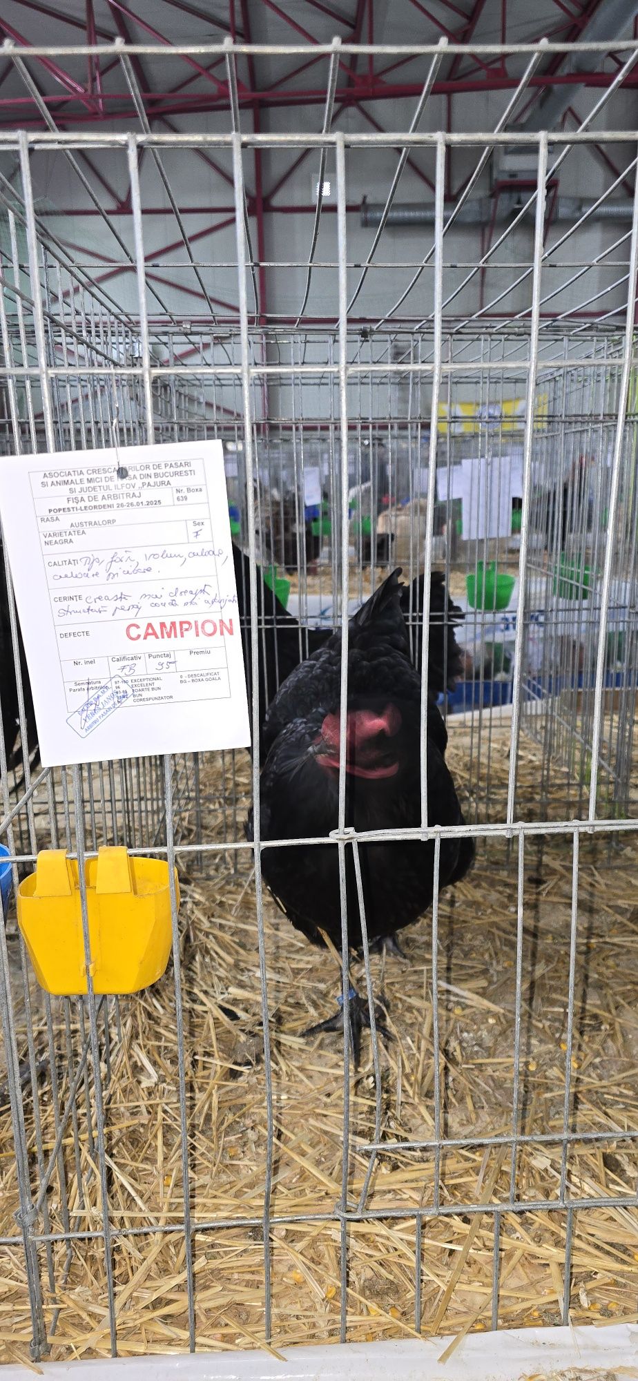 Gaini, pui, oua, Australorp negru și albastru