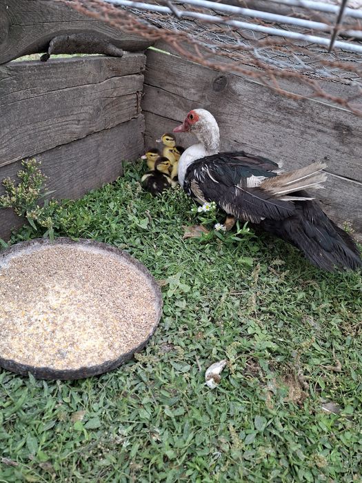 Vand un lot de 30 de pasari(4 cocosi tineri de casa +26 de rate mute)