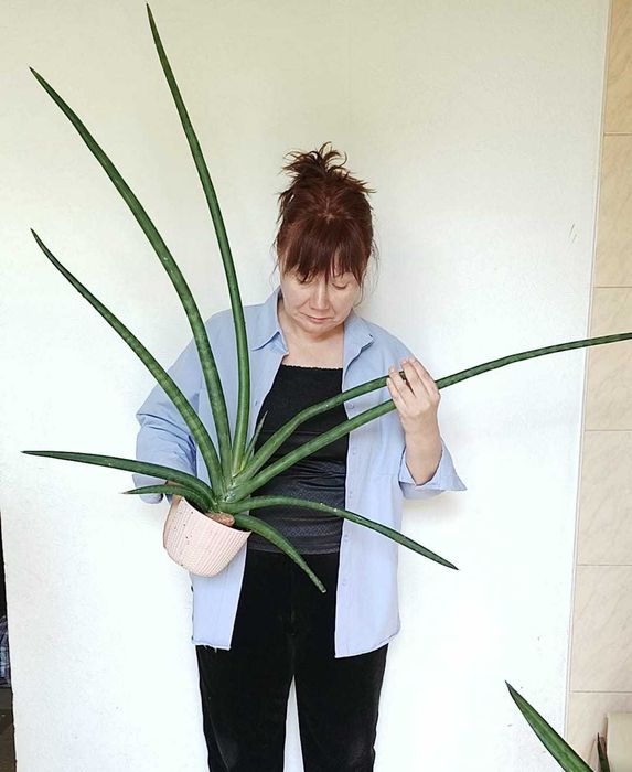 Сансевиерия Лонг Хорн сансевьера комнатные растения цветы