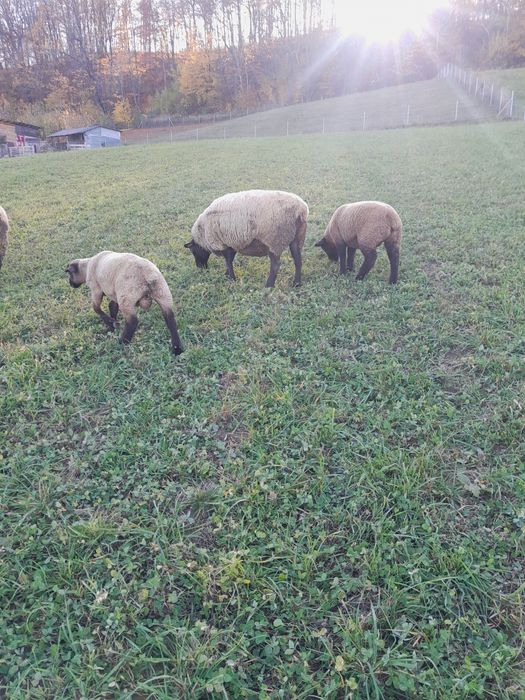 Mieluta și berbecuț suffolk