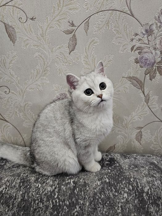 Котята Британцы мальчики