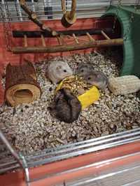 Hamsteri / cusca hamsteri
