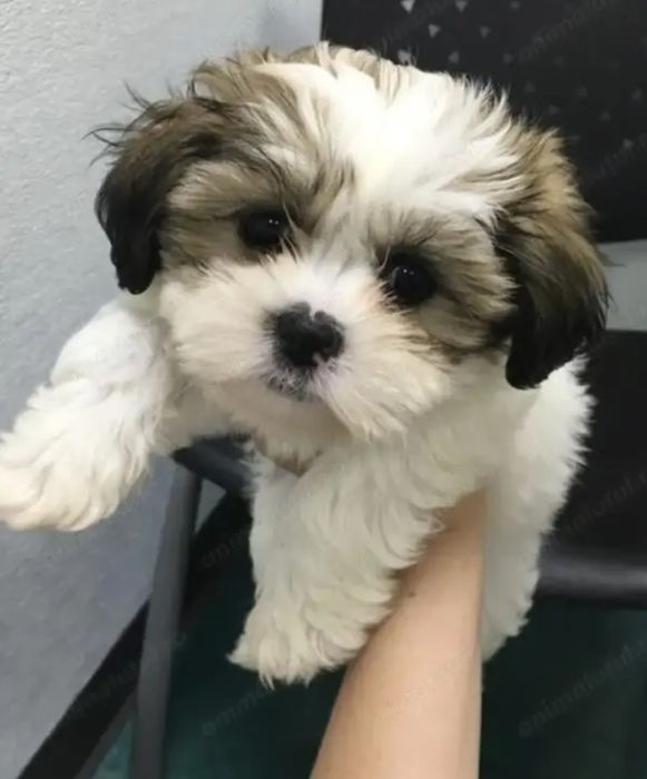 Bichon  havanez  700 lei