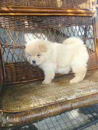 Продавам женско кученце Чау-чау