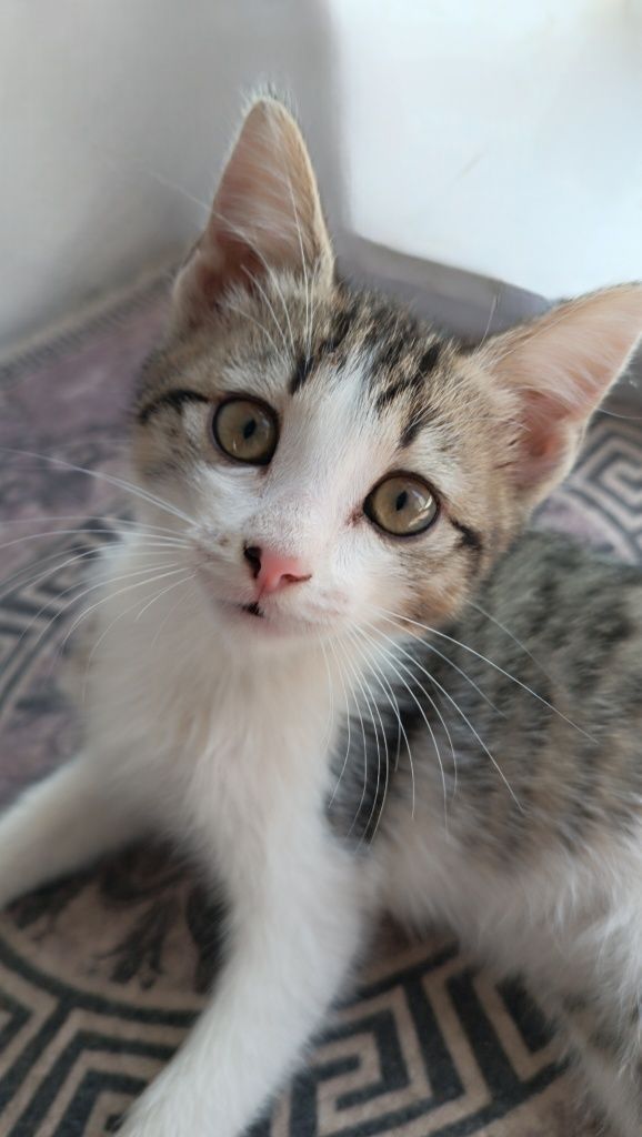 Котенок  девочка в добрые руки