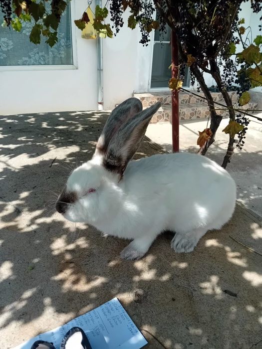 Iepuri Uriaș de Transilvania