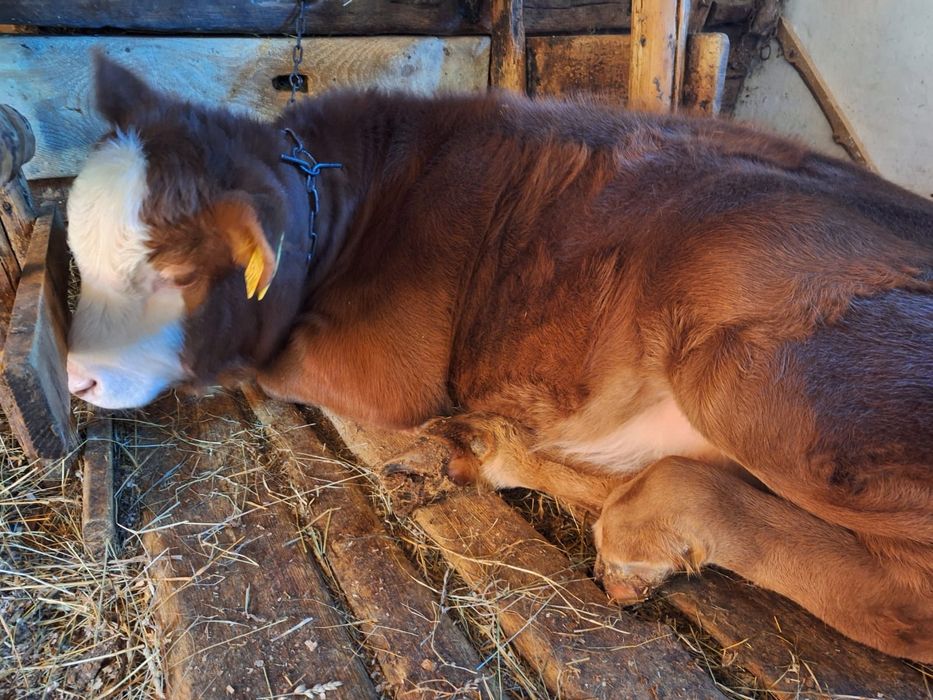 Vând vițea bălțată românească