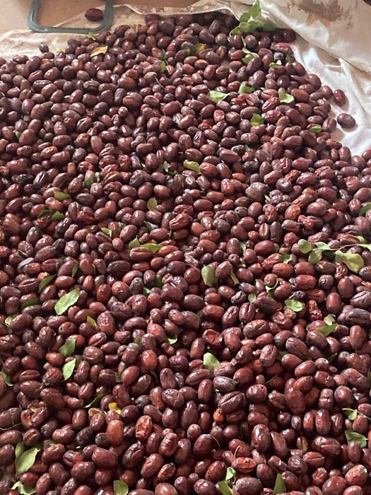 Jilon jiyda o'zimizzi boğdan kelib ko'rib tanlab osela bo'ladi