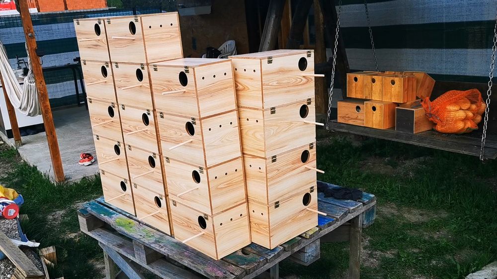 Cuiburi peruși kakariki cântărtori