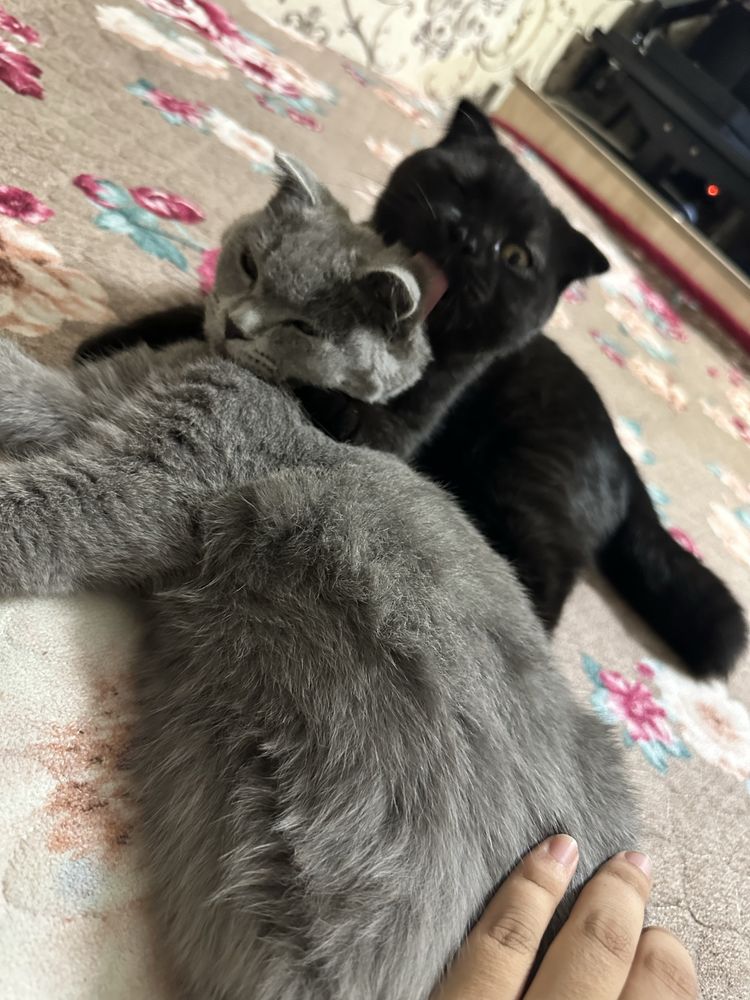Скоттиш фолд чистокровный