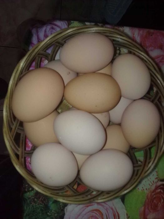 Oua de Gaina si Prepelite.