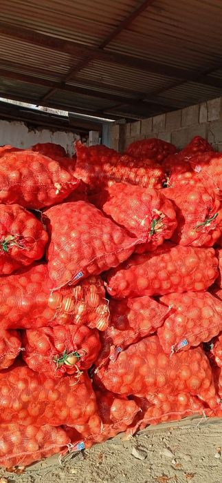 Пияз лук отборный